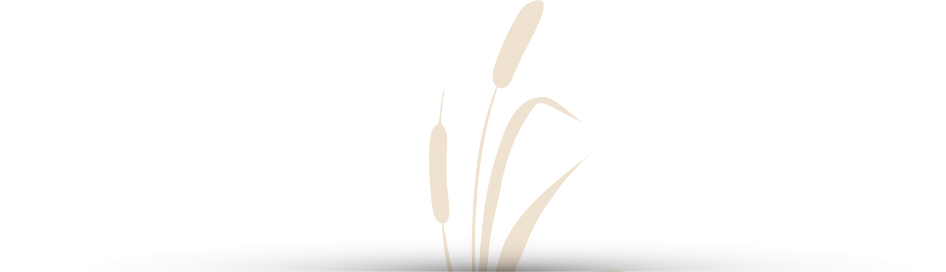 roseau